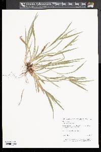 Carex abscondita image