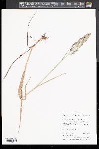 Calamagrostis cinnoides image