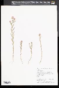 Polygala sanguinea image