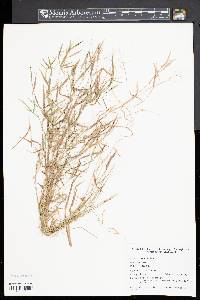 Panicum lucidum image