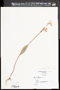 Pogonia ophioglossoides image