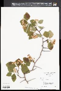 Crataegus punctata image