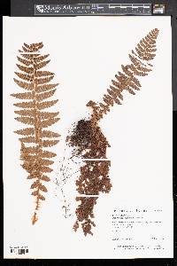 Polystichum braunii image