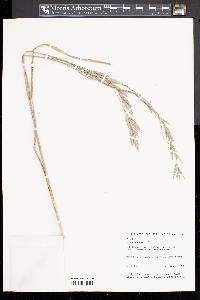 Bromus catharticus image