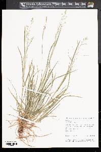 Poa alsodes image