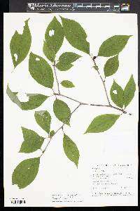 Ilex montana image