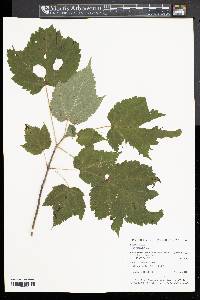 Acer spicatum image