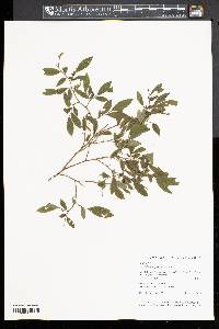 Vaccinium angustifolium image