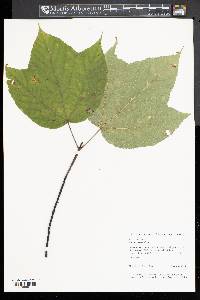 Acer pensylvanicum image