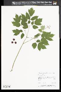 Actaea rubra image