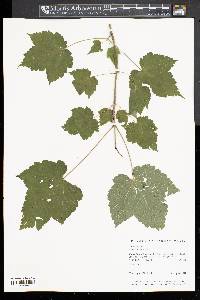 Acer spicatum image