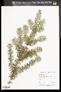 Taxus canadensis image