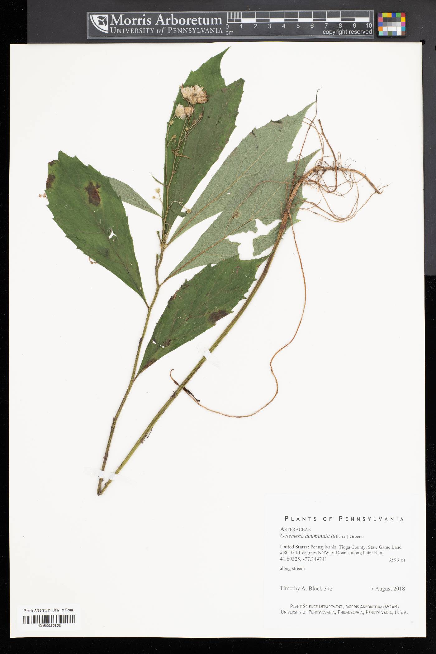 Oclemena acuminata image