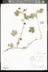 Ribes cynosbati image