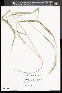 Elymus riparius image