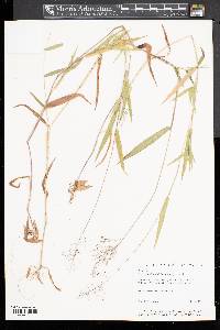 Dichanthelium dichotomum subsp. microcarpon image