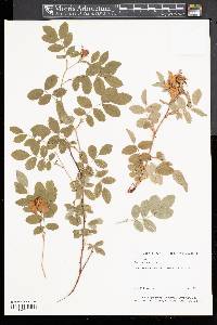 Rosa virginiana image