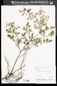 Rosa virginiana image