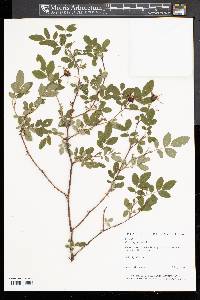 Rosa virginiana image