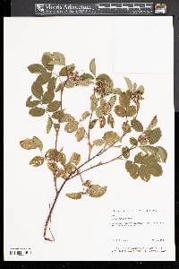 Rosa virginiana image