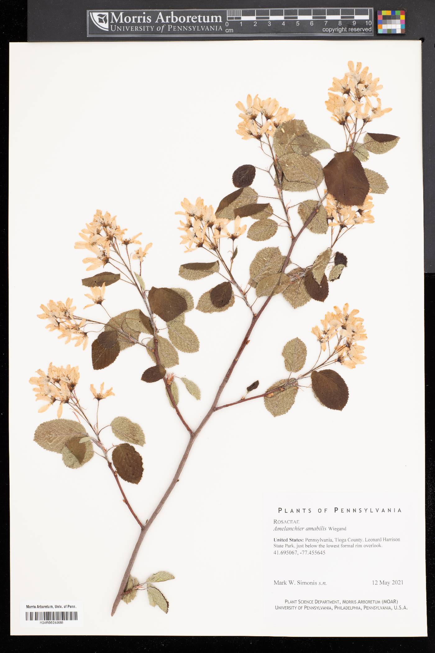 Amelanchier amabilis image