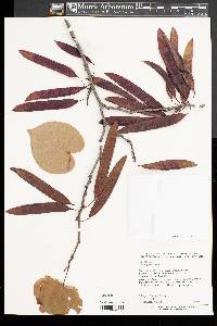 Cercis glabra image