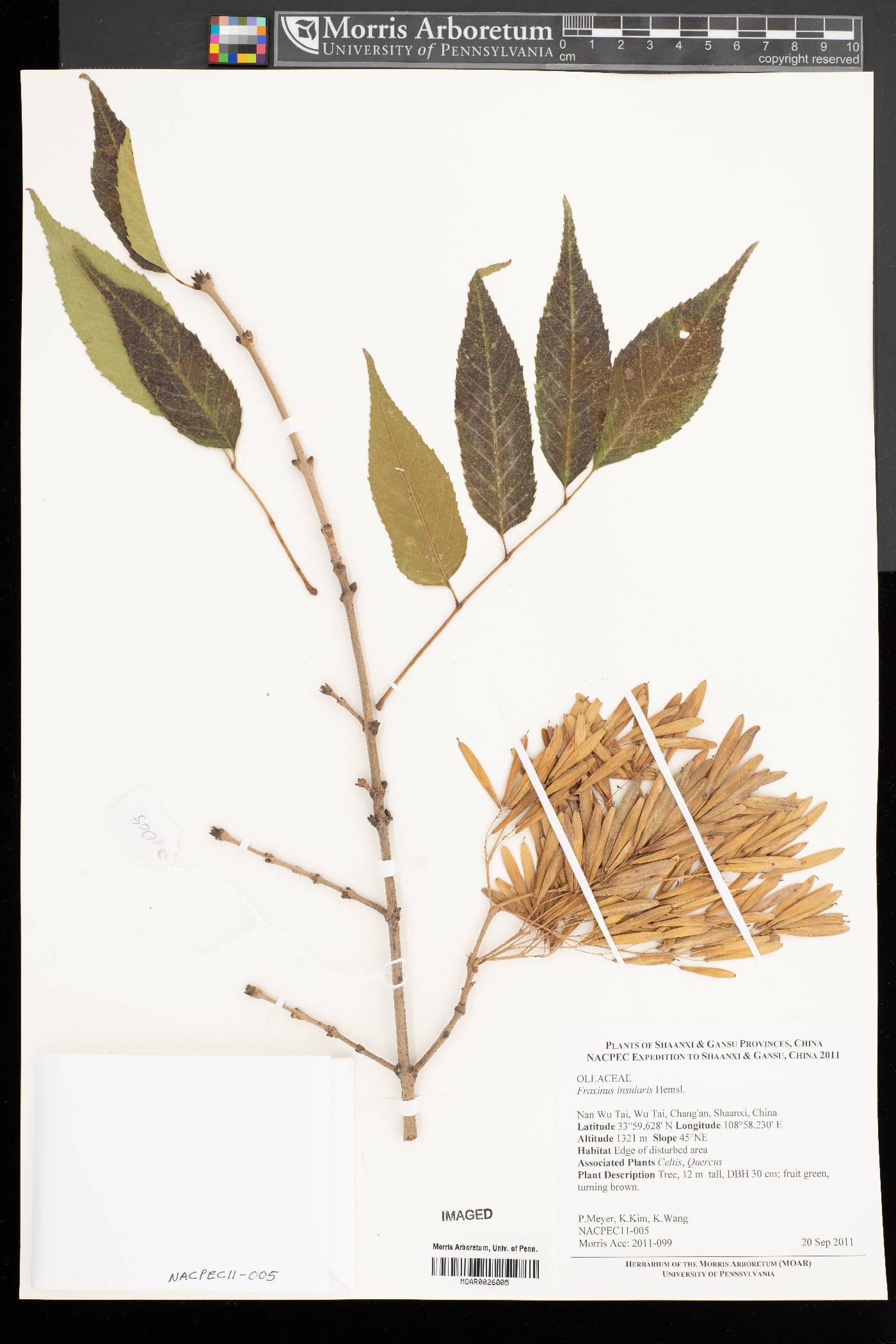 Fraxinus insularis image