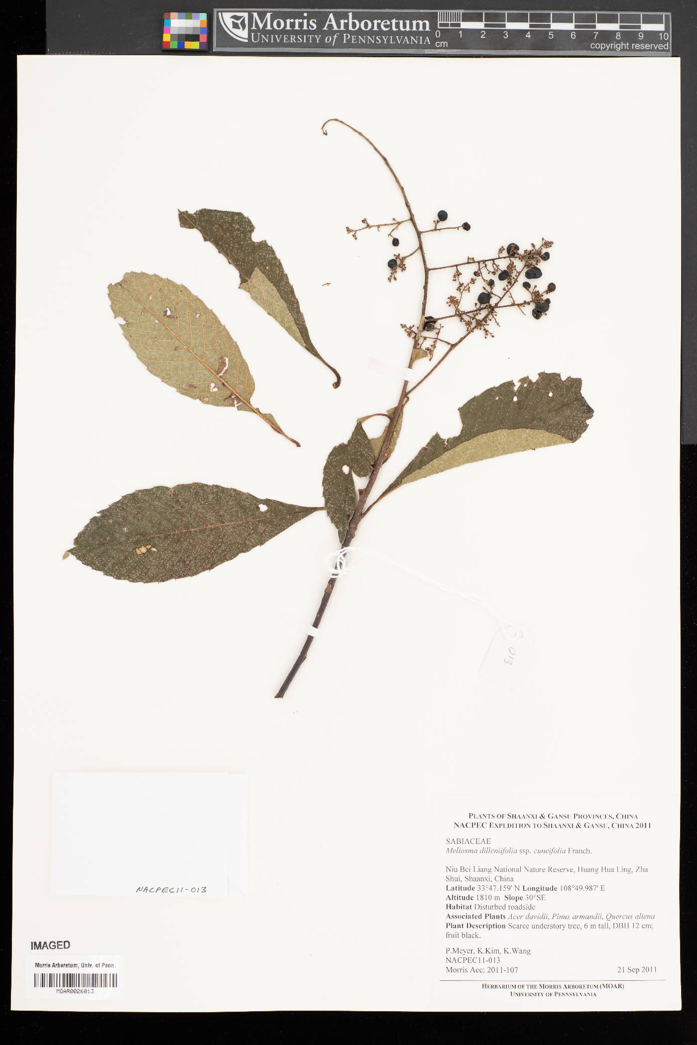 Meliosma cuneifolia image