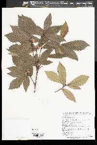 Quercus wutaishanica image