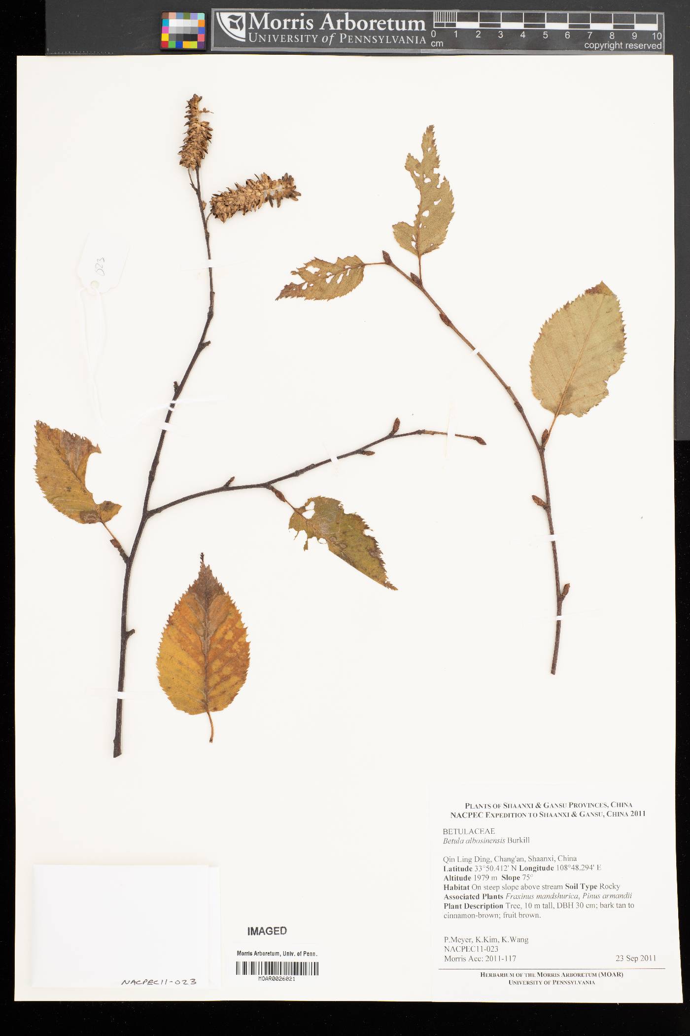 Betula albosinensis image