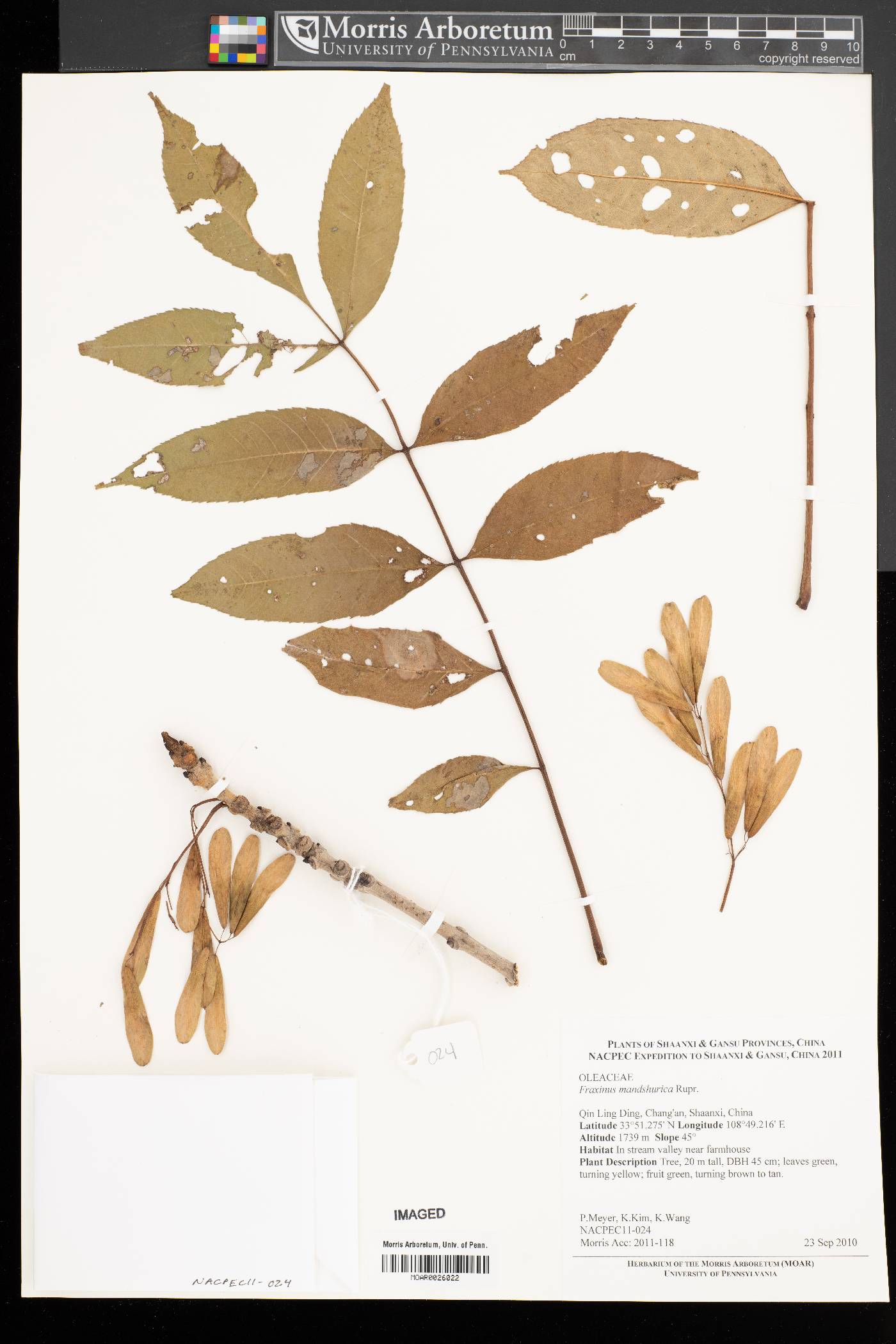 Fraxinus mandshurica image