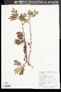 Rosa sericea subsp. omeiensis image
