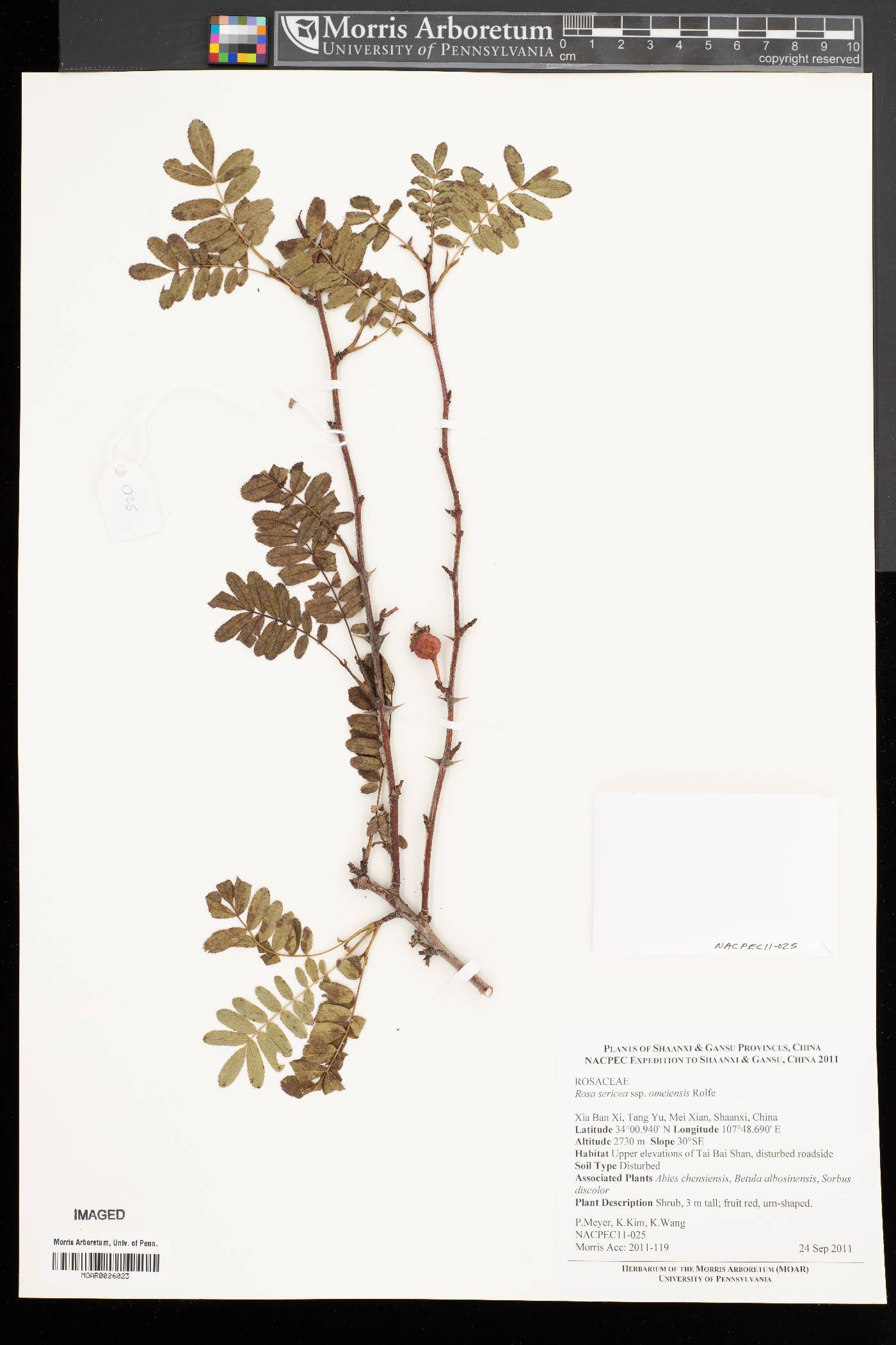 Rosa sericea subsp. omeiensis image