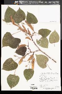 Image of Tilia chinensis