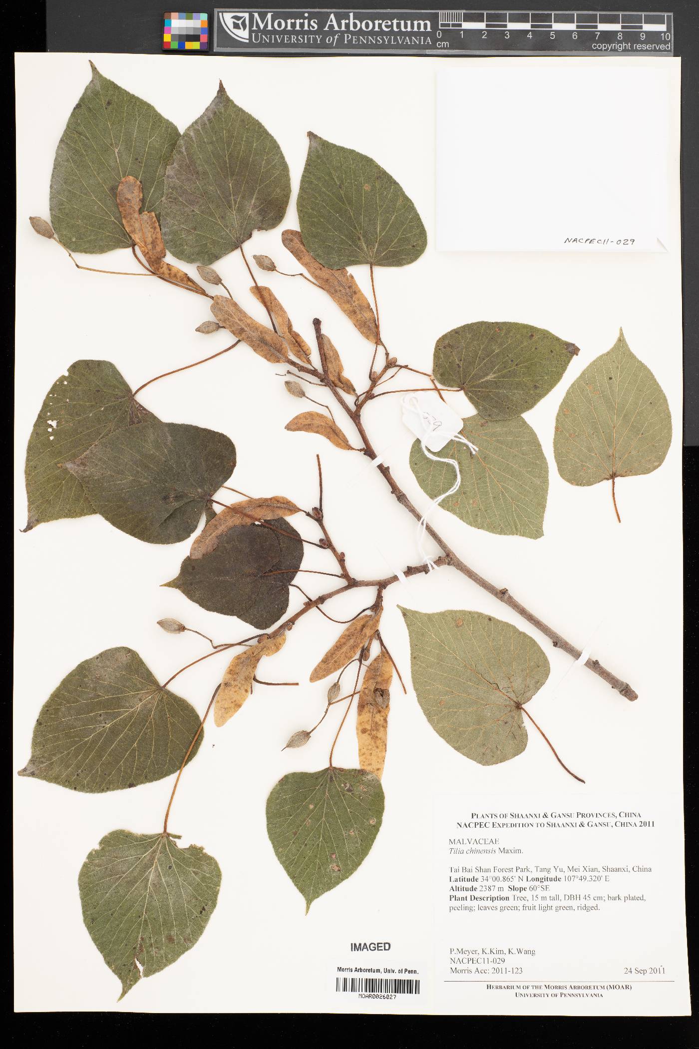 Tilia chinensis image