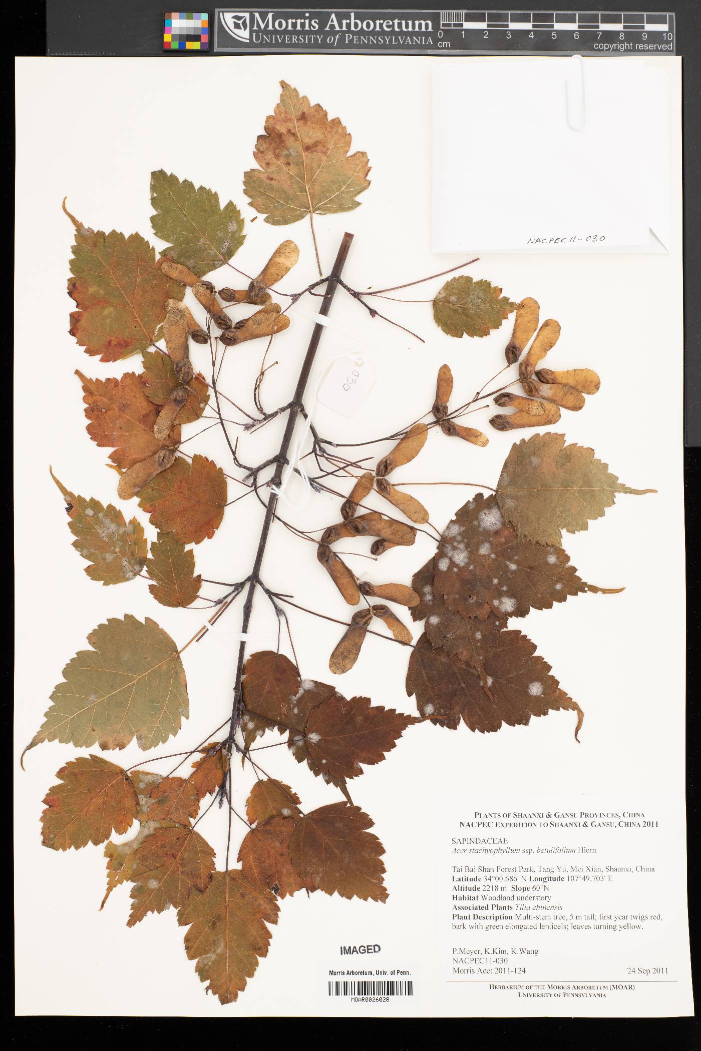 Acer stachyophyllum image