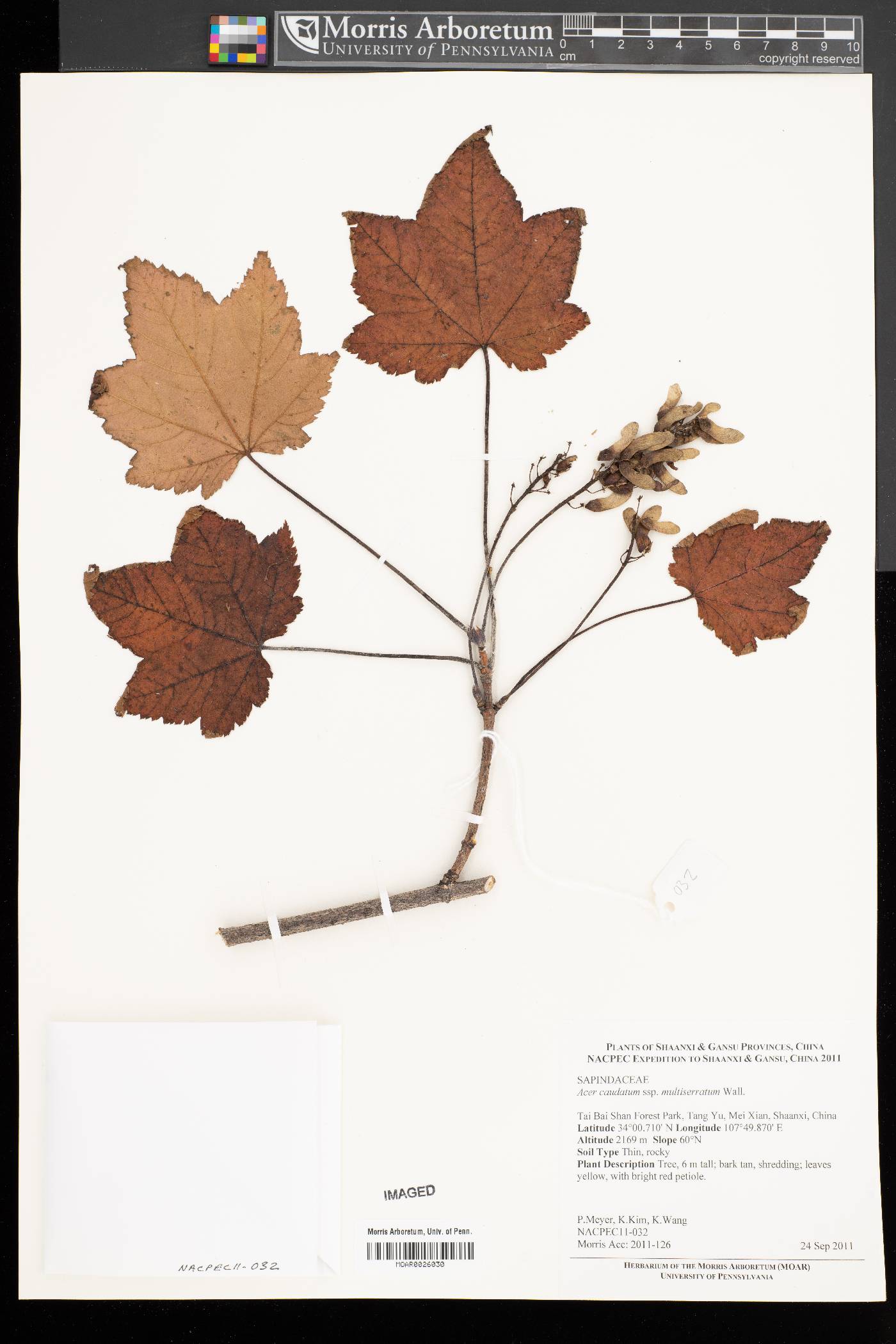 Acer caudatum subsp. multiserratum image