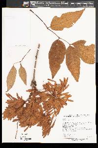 Image of Fraxinus paxiana