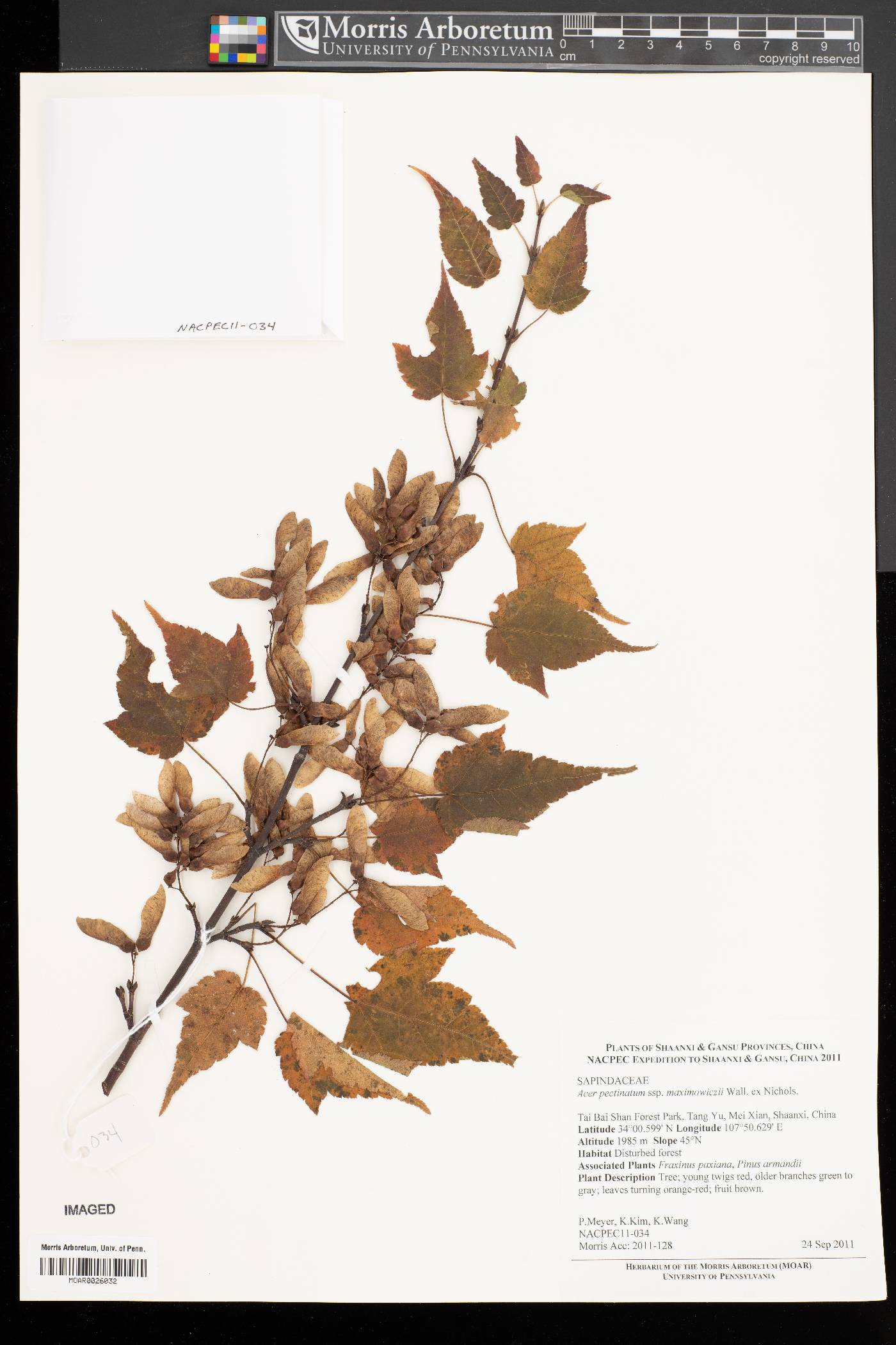 Acer pectinatum subsp. maximowiczii image