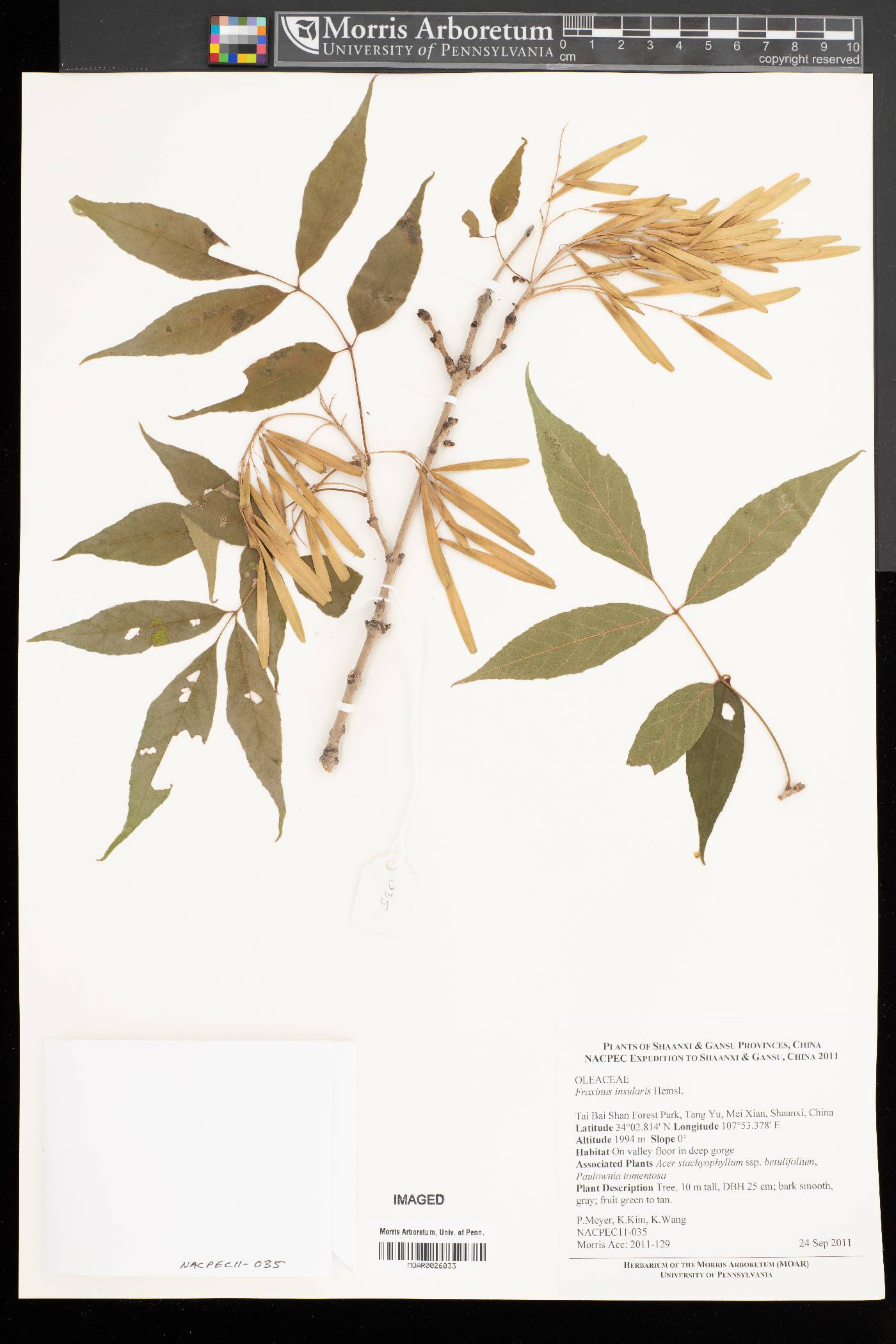 Fraxinus insularis image