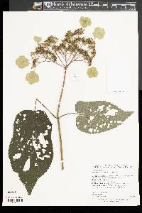 Image of Hydrangea robusta