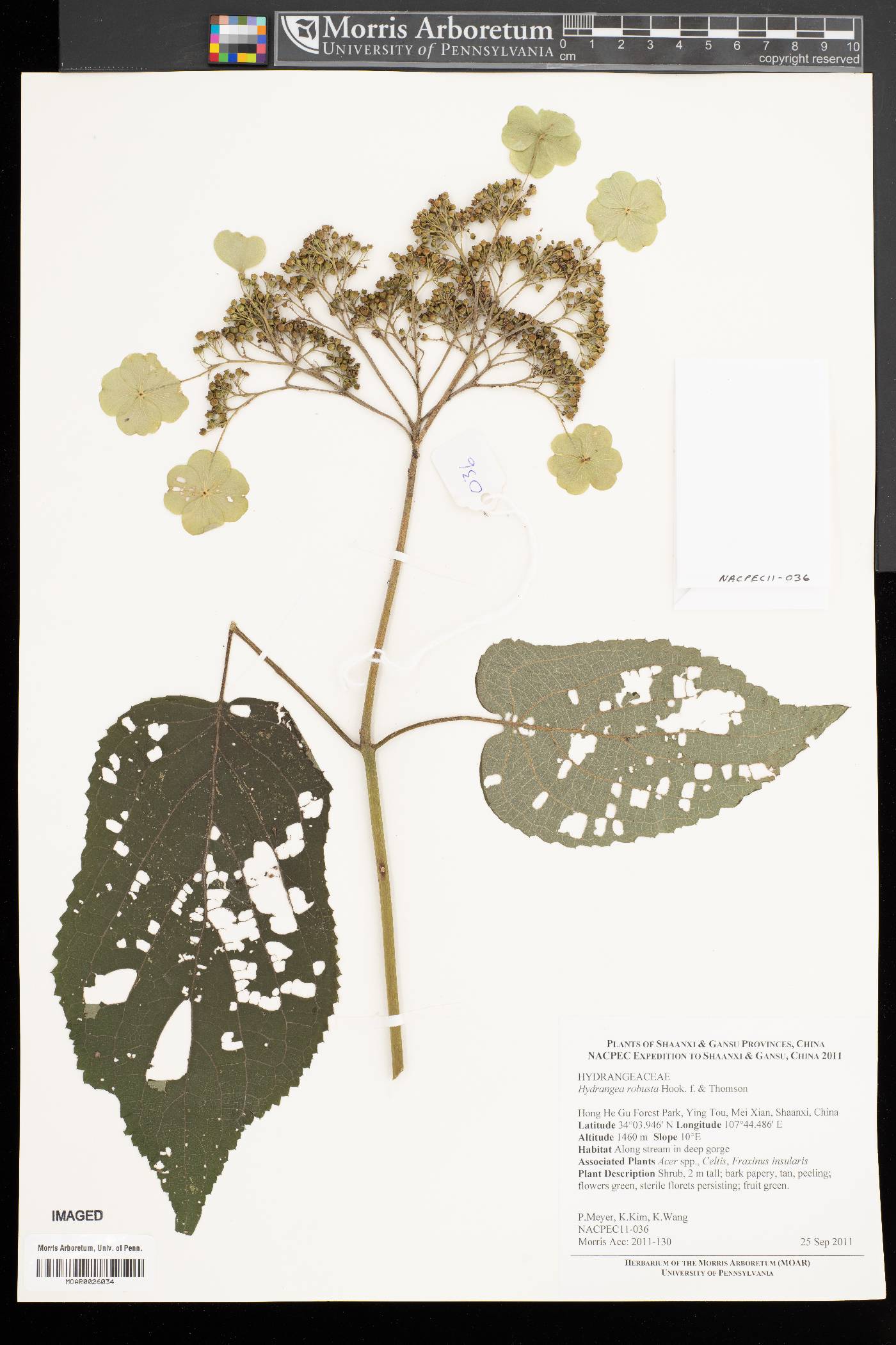 Hydrangea robusta image