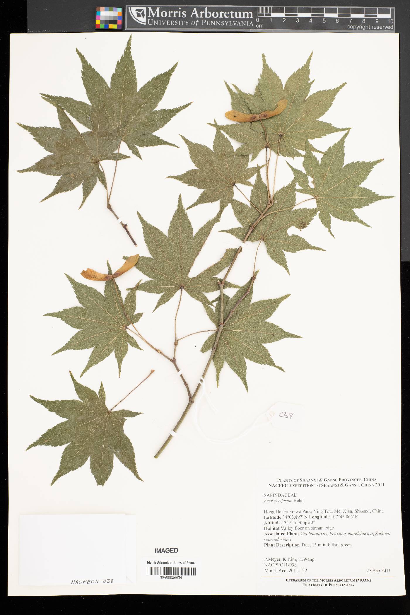 Acer ceriferum image