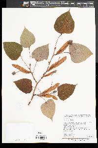 Tilia chinensis image