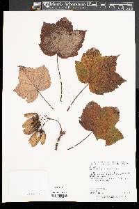 Acer caesium subsp. giraldii image