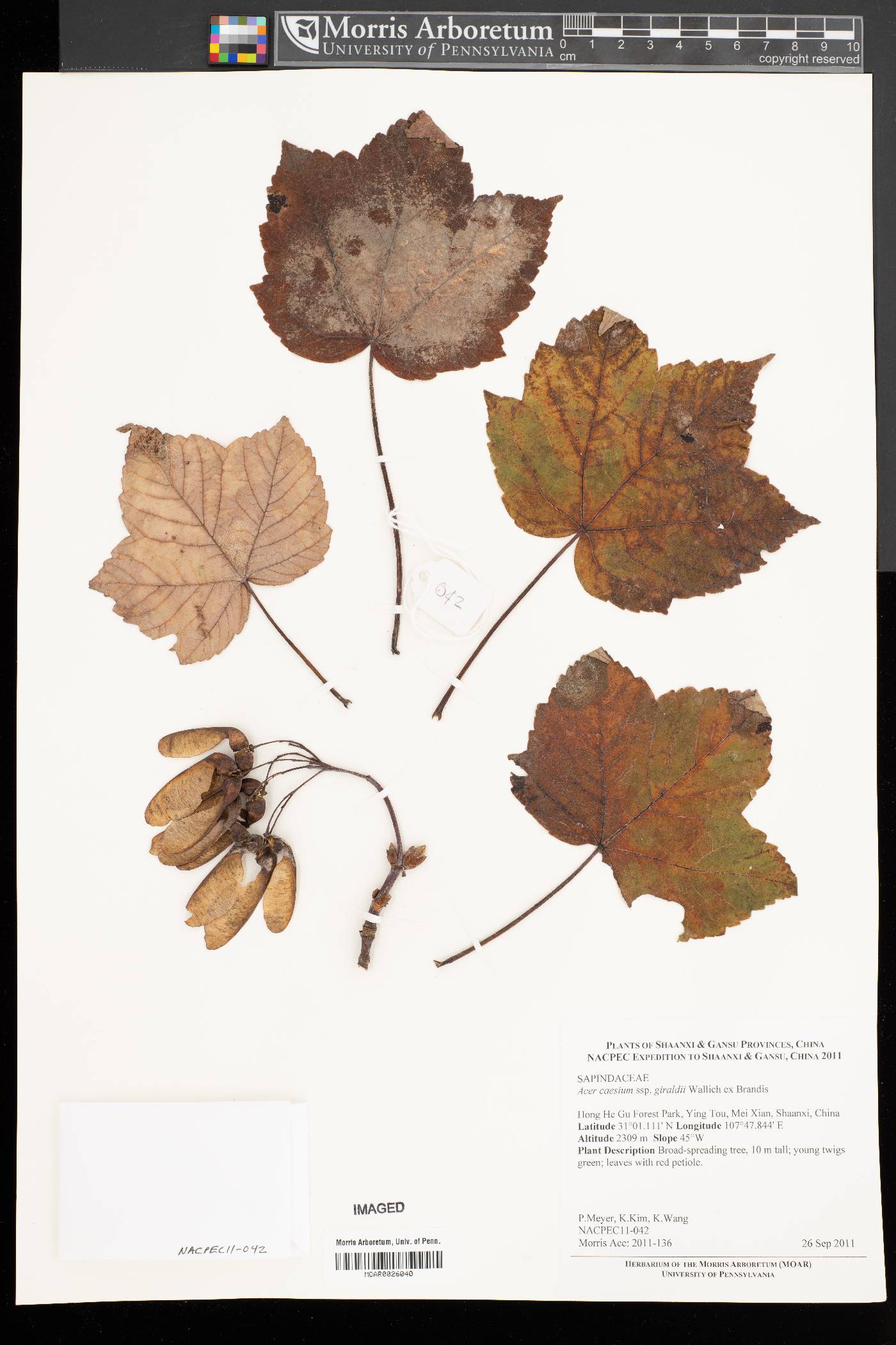 Acer caesium subsp. giraldii image