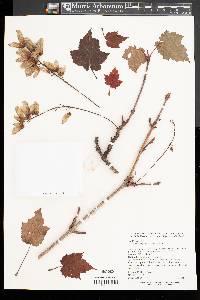 Acer stachyophyllum subsp. betulifolium image