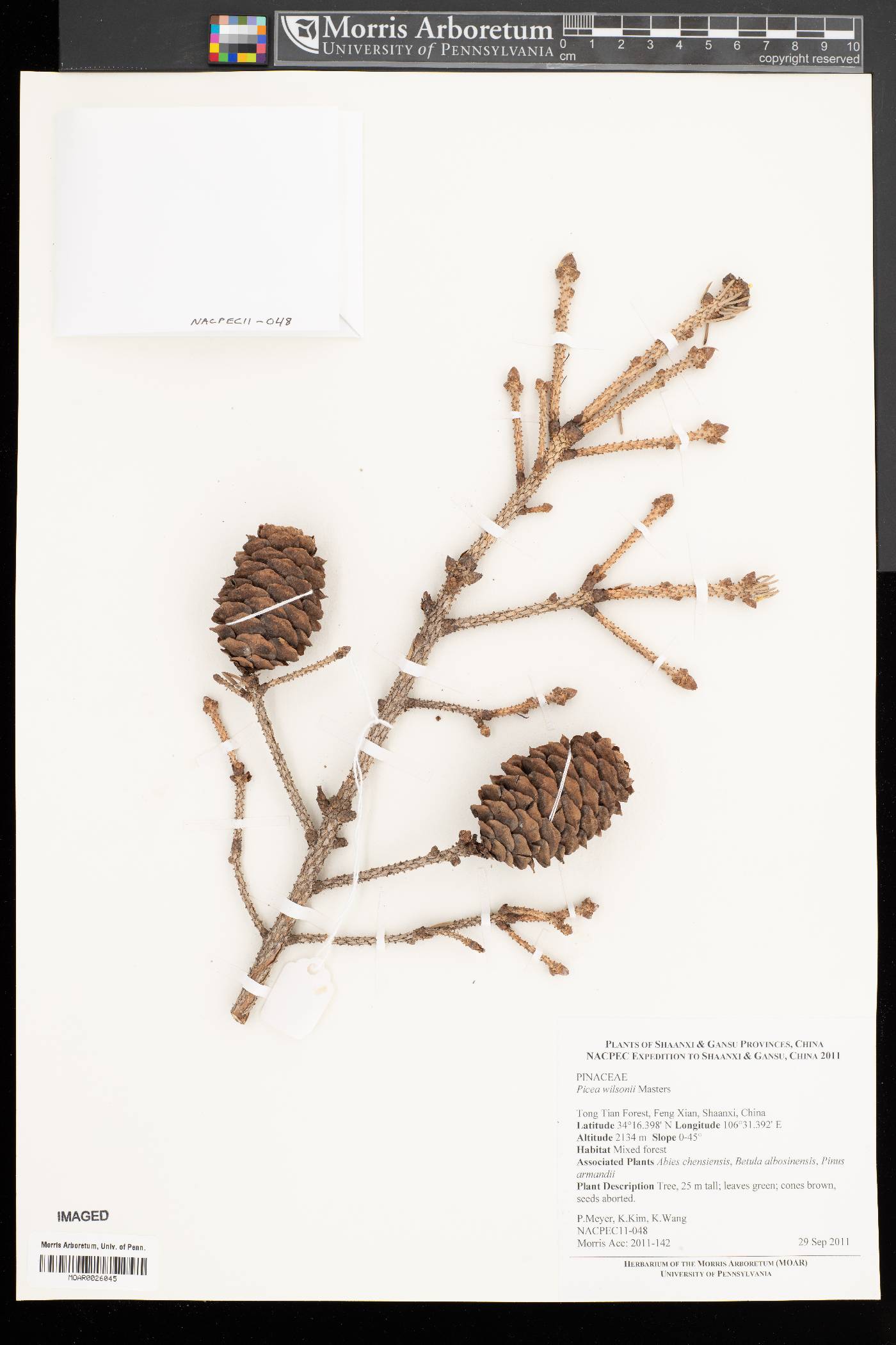 Picea wilsonii image