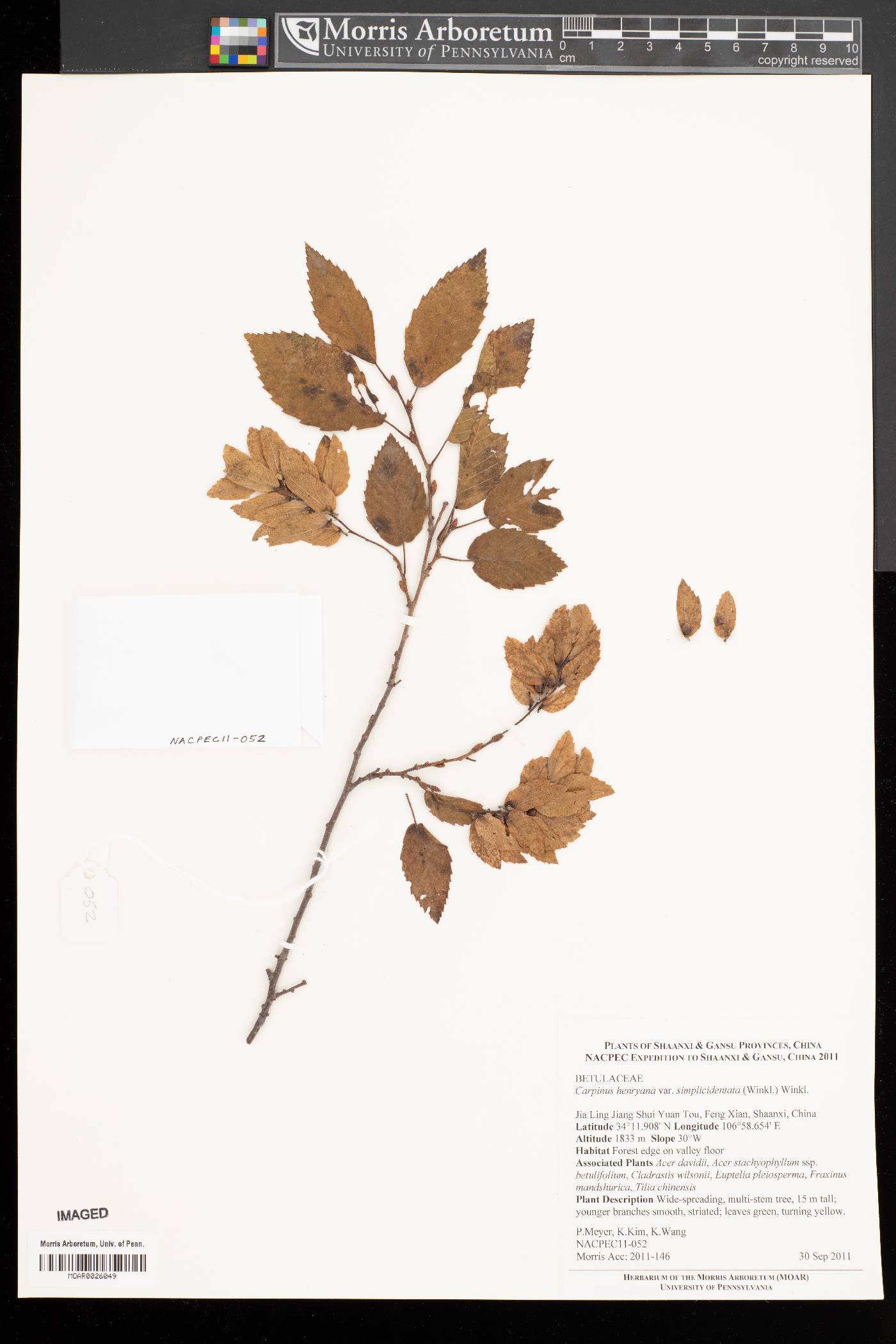 Carpinus henryana var. simplicidentata image