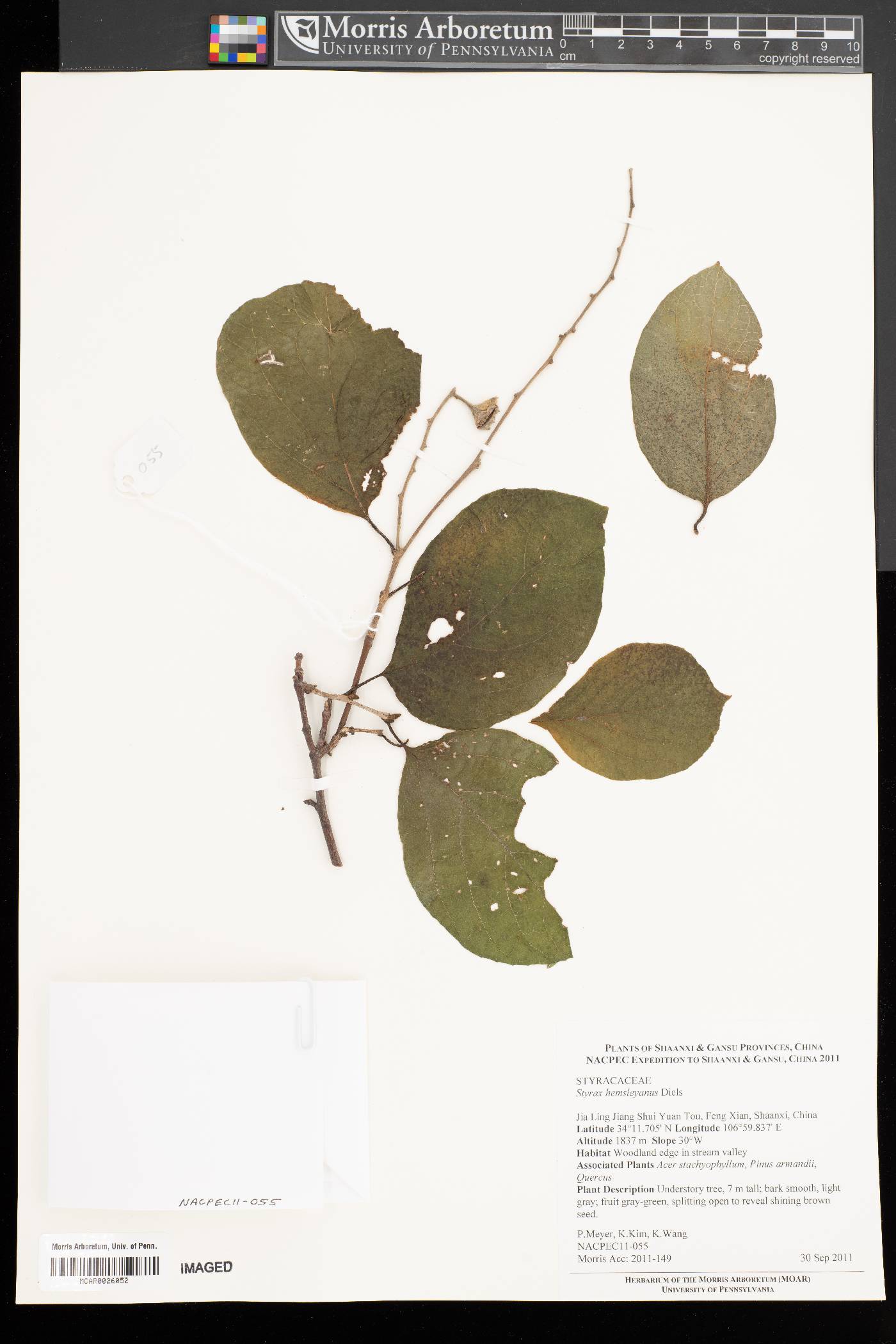 Styrax hemsleyanus image